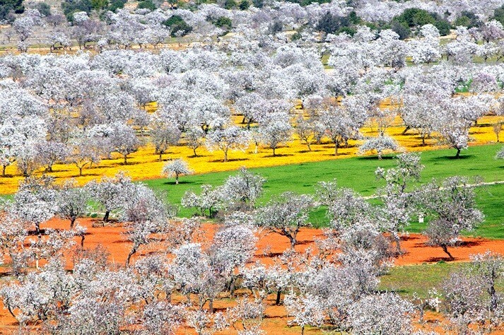 Almendros corona — Moto Luis Ibiza