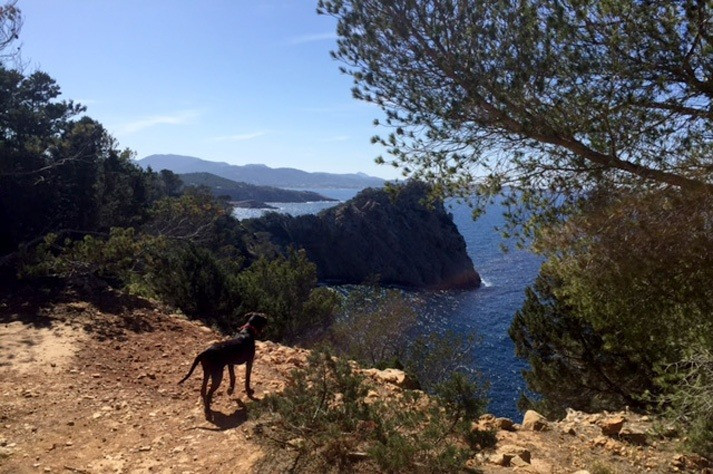 Dog on Ibiza coastal path with sea views