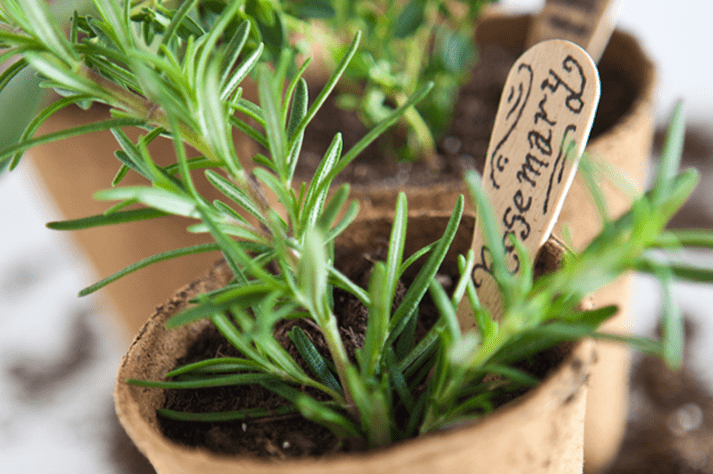 Rosemary plant in pot with wooden label